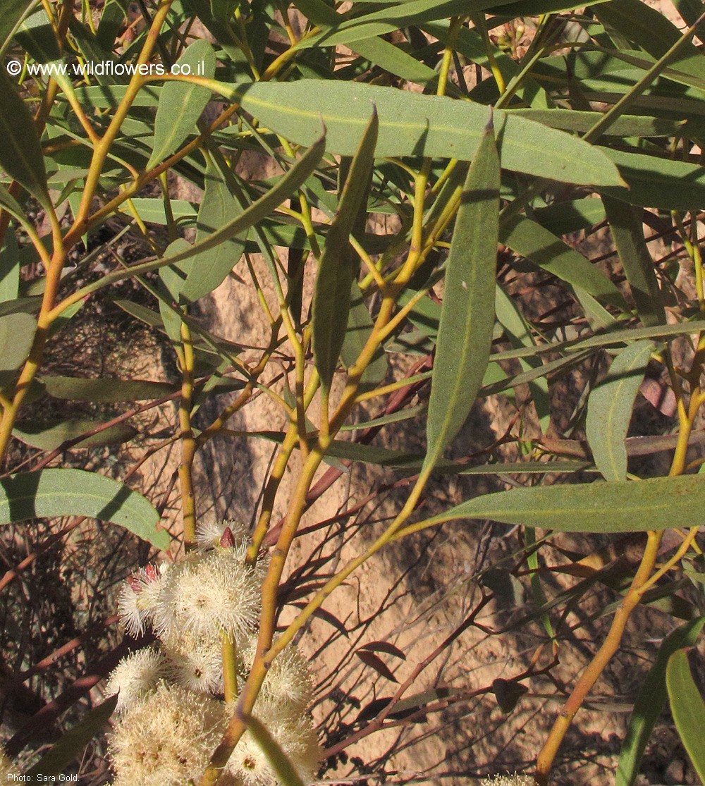 Eucalyptus foecunda